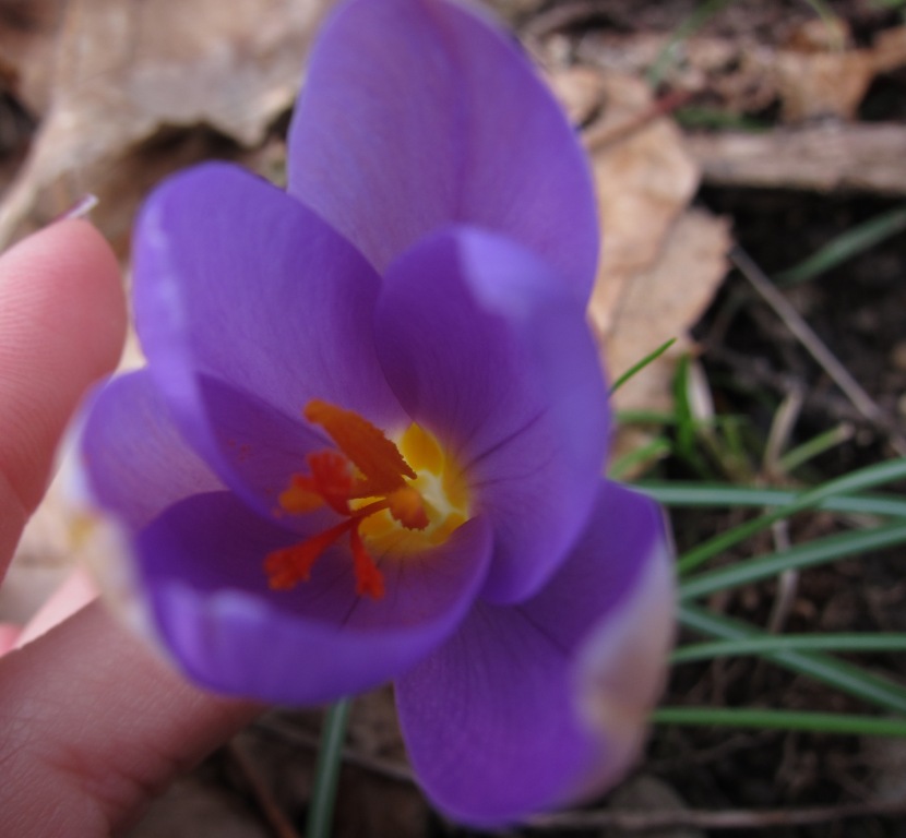 Crocus imperati Ten. / Zafferano d'' Imperato